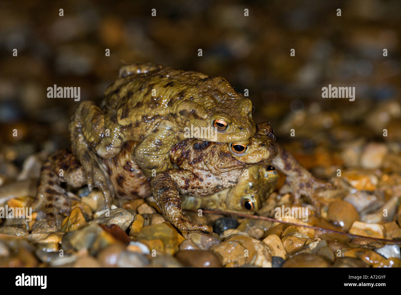 Le Crapaud commun Bufo bufo mateing sur route de gravier bedfordshire potton Banque D'Images