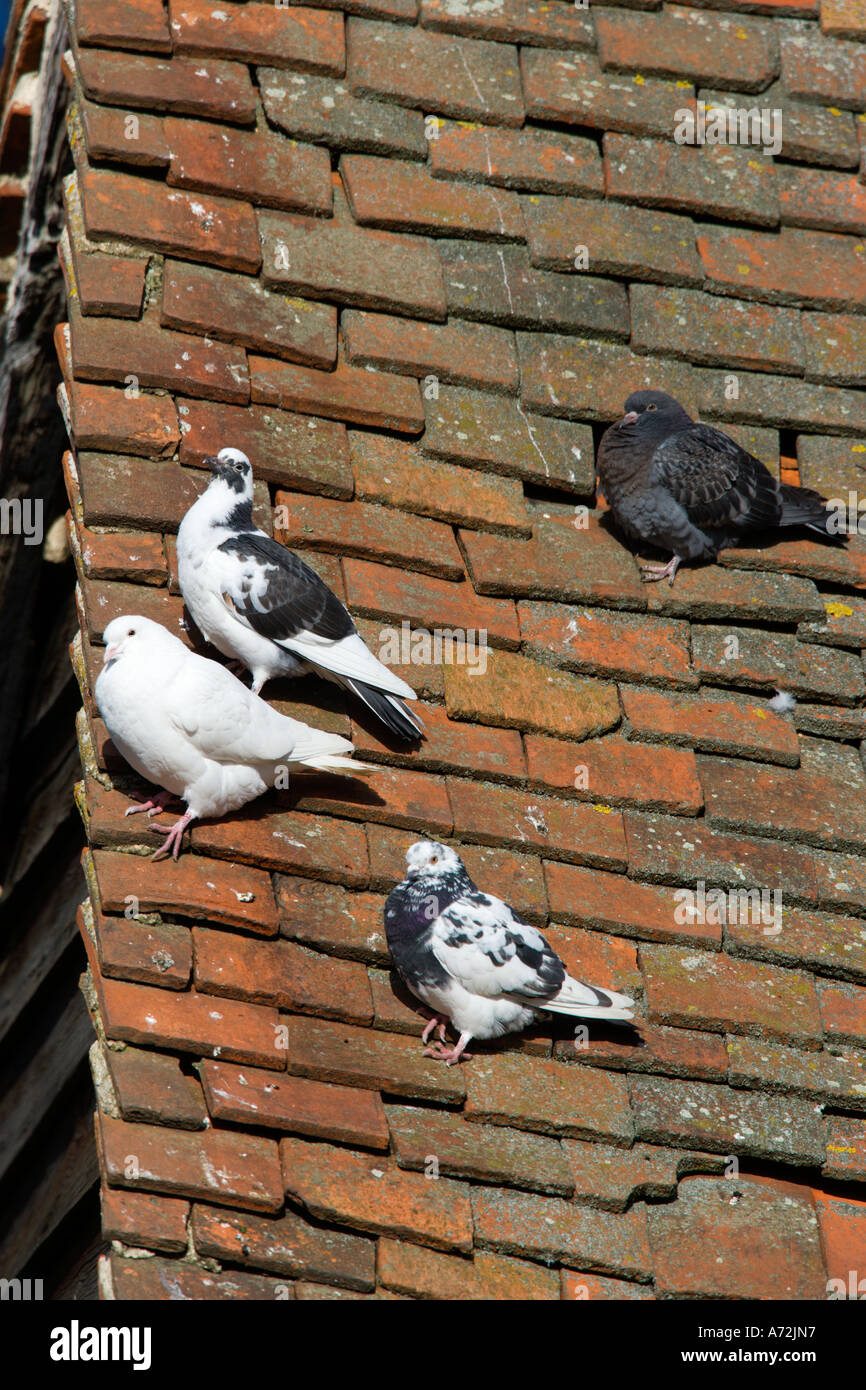 Pigeons sauvages sur d'anciennes tuiles du toit de St Albans dans le Hertfordshire Banque D'Images