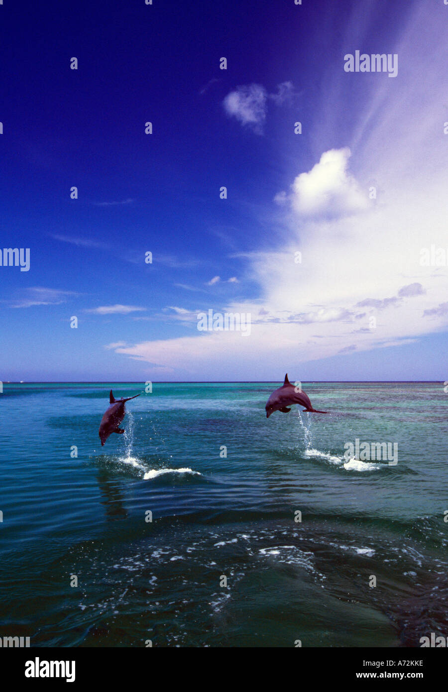 Deux grands dauphins sautant hors de l'eau dans la mer des Caraïbes Banque D'Images