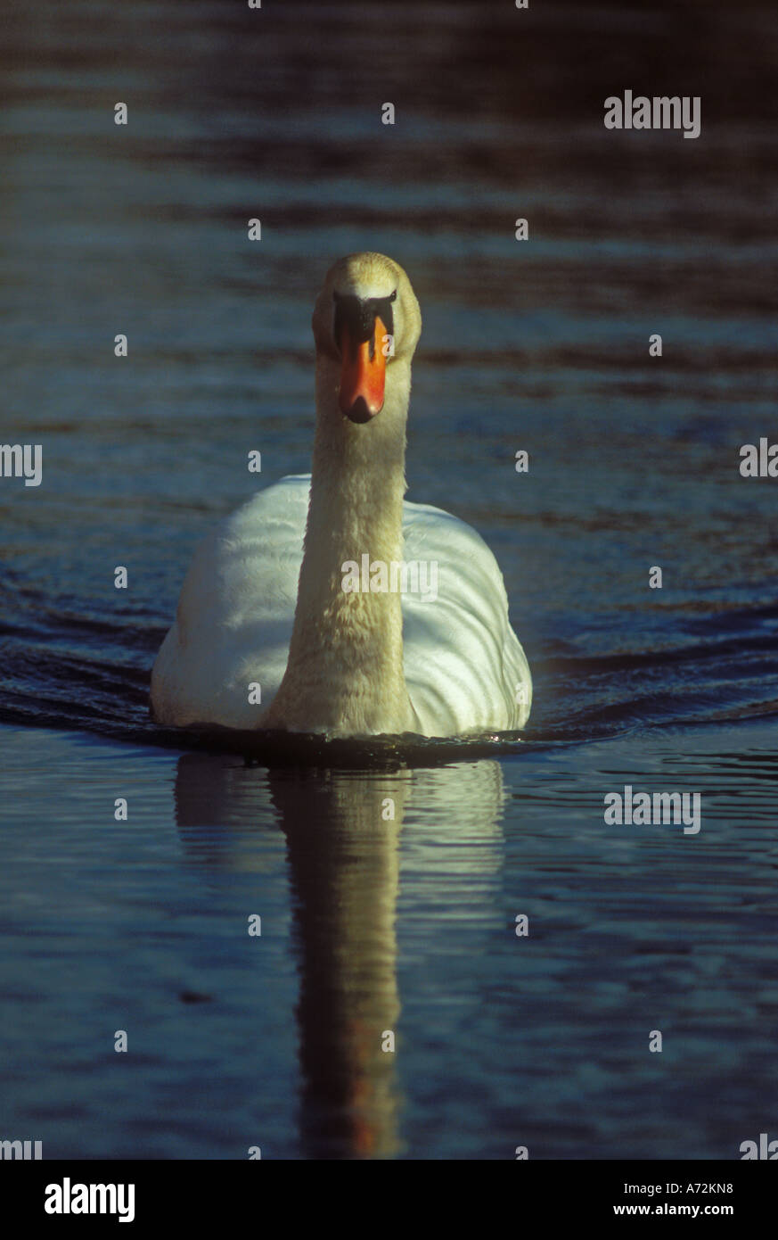 Cygne muet natation directement vers l'appareil photo Banque D'Images