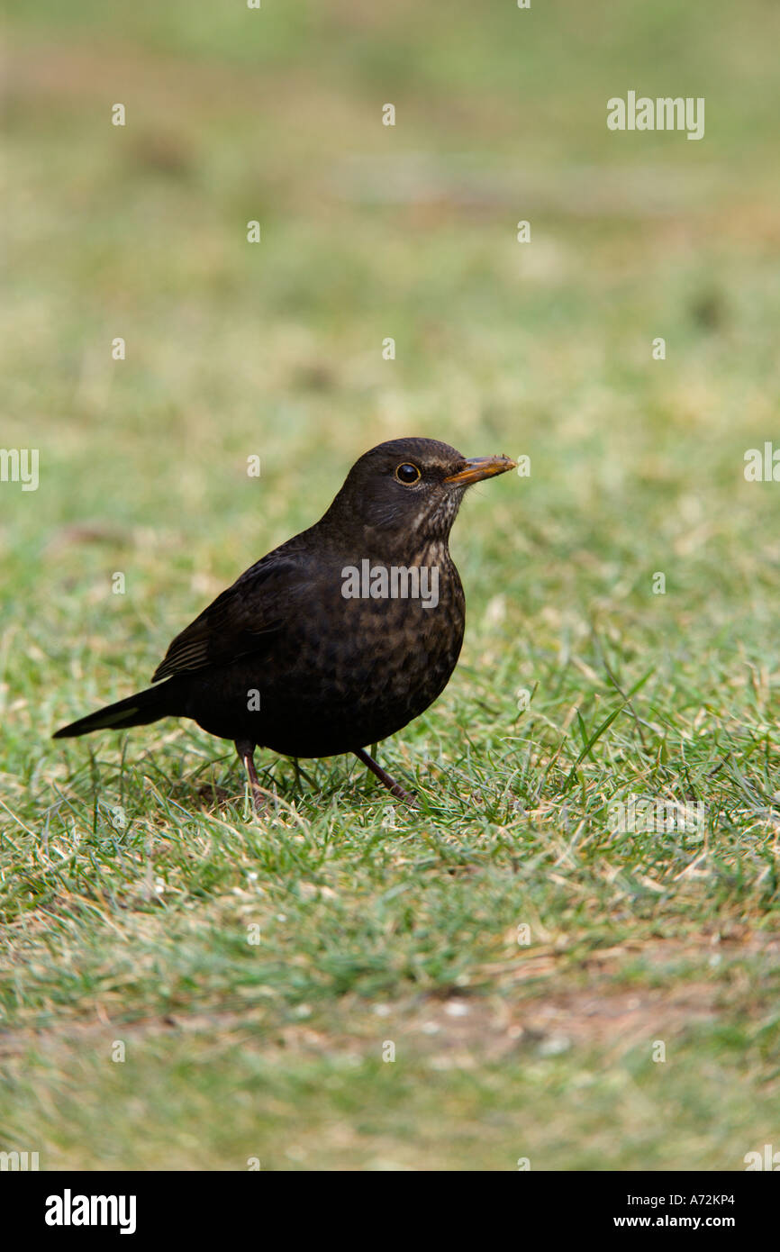 Turdus merula Blackbird alerte sur l'herbe à bedfordshire potton Banque D'Images