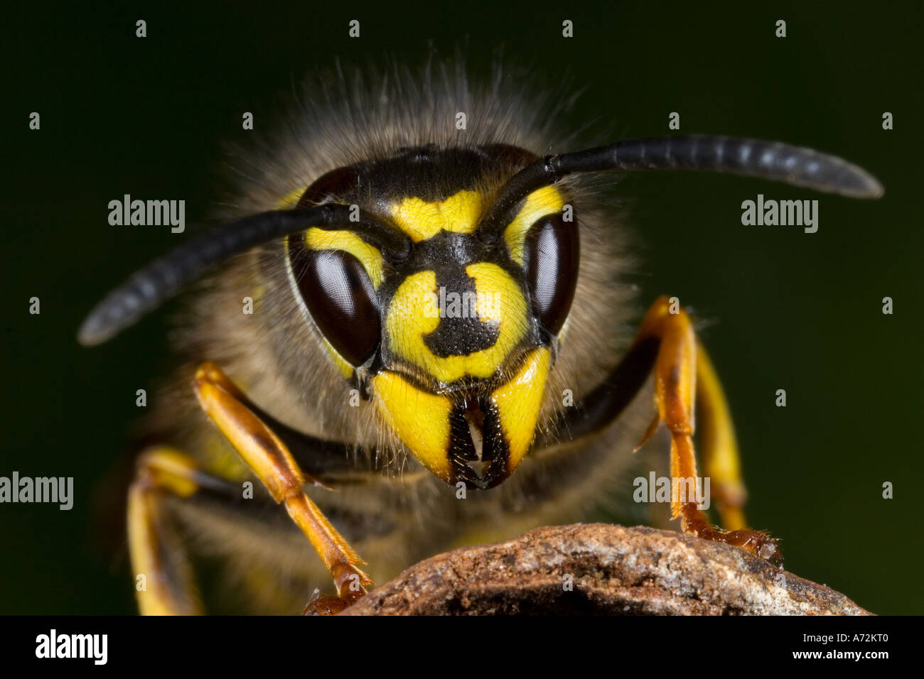 Guêpe commune Vespula Vulgaris vue détaillée de la tête montrant marques distinctives potton bedfordshire Banque D'Images