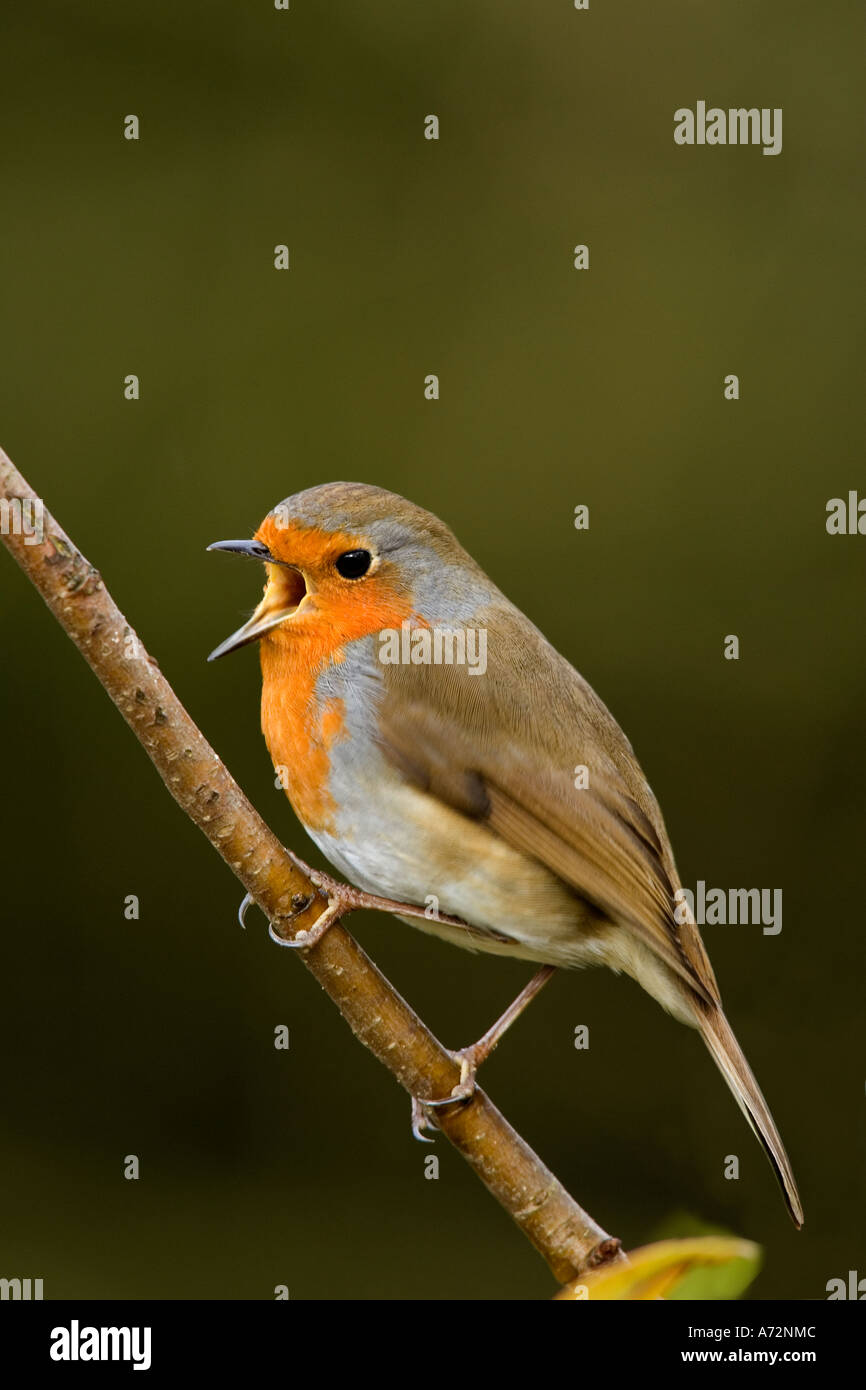 Erithacus rubecula aux abords perché sur twig avec beak ouvrir le chant avec nice hors focus contexte bedfordshire potton Banque D'Images Erithacus rubecula aux abords perché sur twig avec beak ouvrir le chant avec nice hors focus contexte bedfordshire potton Banque D'Images