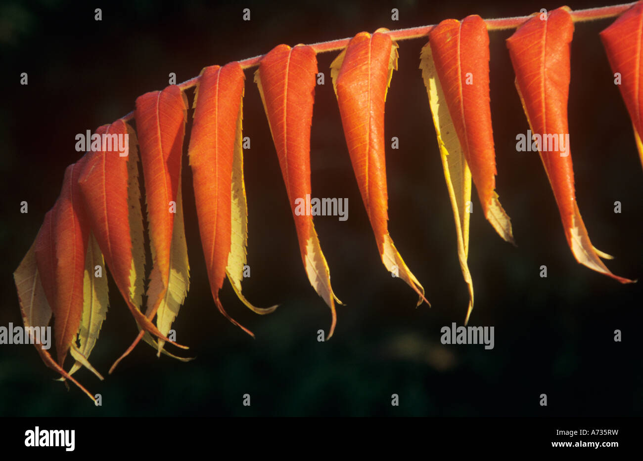 Rhus typhina Sumac Banque D'Images
