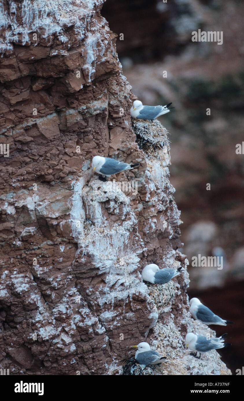 La mouette tridactyle (Rissa tridactyla), le couvain colonie en mur de roche, Allemagne, Helgoland Banque D'Images