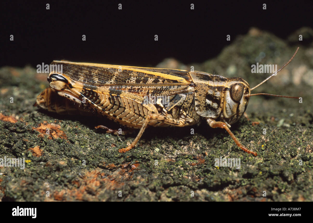Criquet italien (Calliptamus italicus), latéral, Italie, Ligurie Banque D'Images