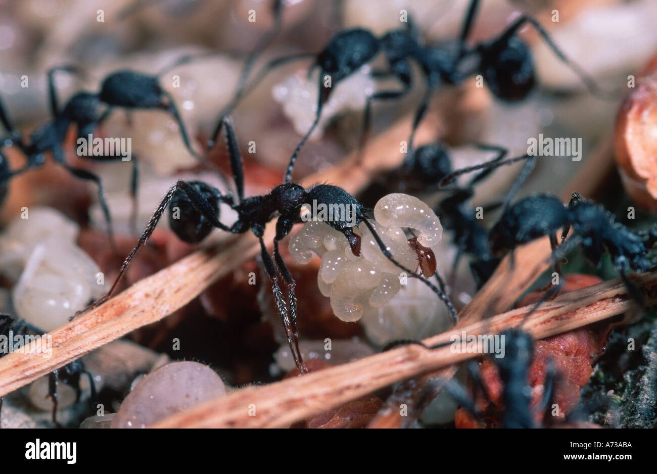 L'évacuation des larves de fourmis oeufs nymphes après une menace Banque D'Images