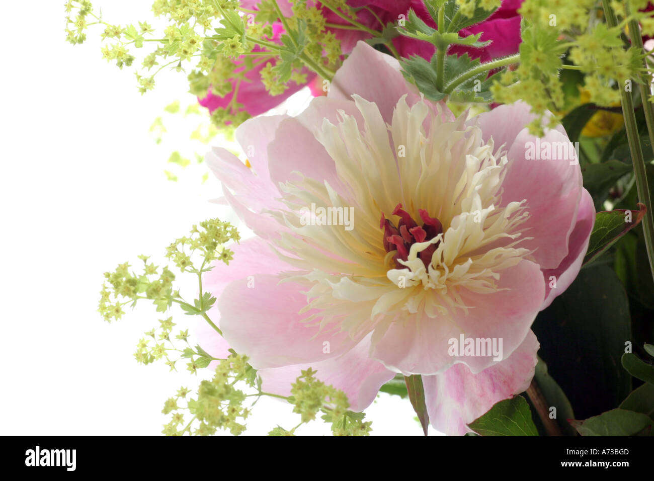 La pivoine de Chine (Paeonia albiflora), close-up de fleur unique Banque D'Images