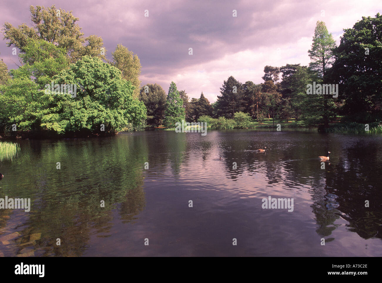 Le Lac de Kew Gardens à Londres Angleterre Grande-Bretagne Banque D'Images