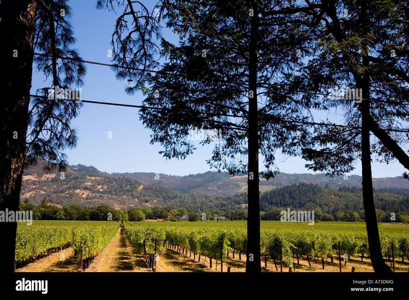 Vignobles de Napa Valley Californie USA Banque D'Images