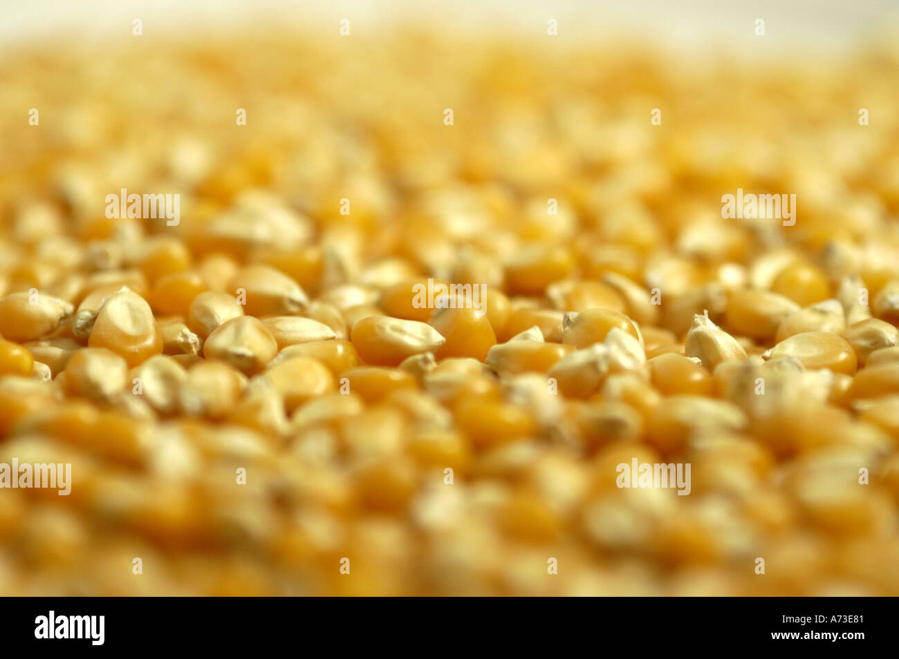 Grains de maïs jaune Banque D'Images