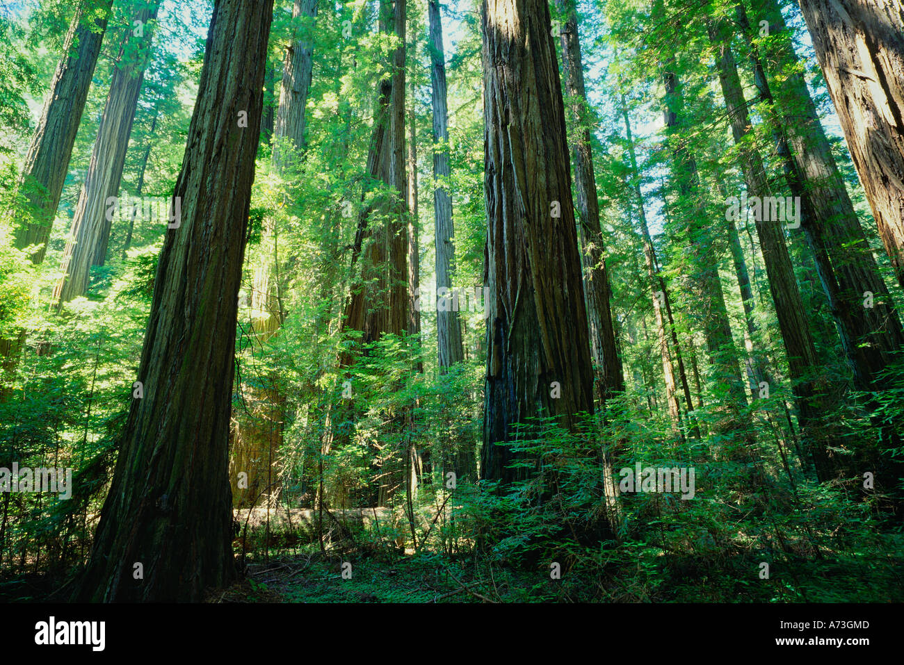 Avenue des Géants Humboldt Redwood State Park le comté de Humboldt en Californie Banque D'Images