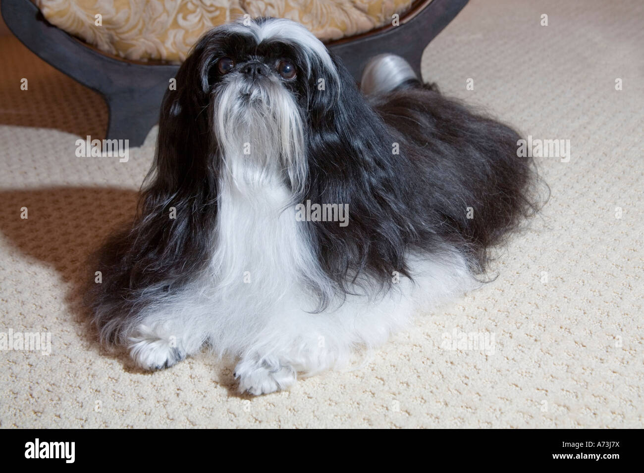 Un poil long noir et blanc shih tzu chien assis sur une moquette beige