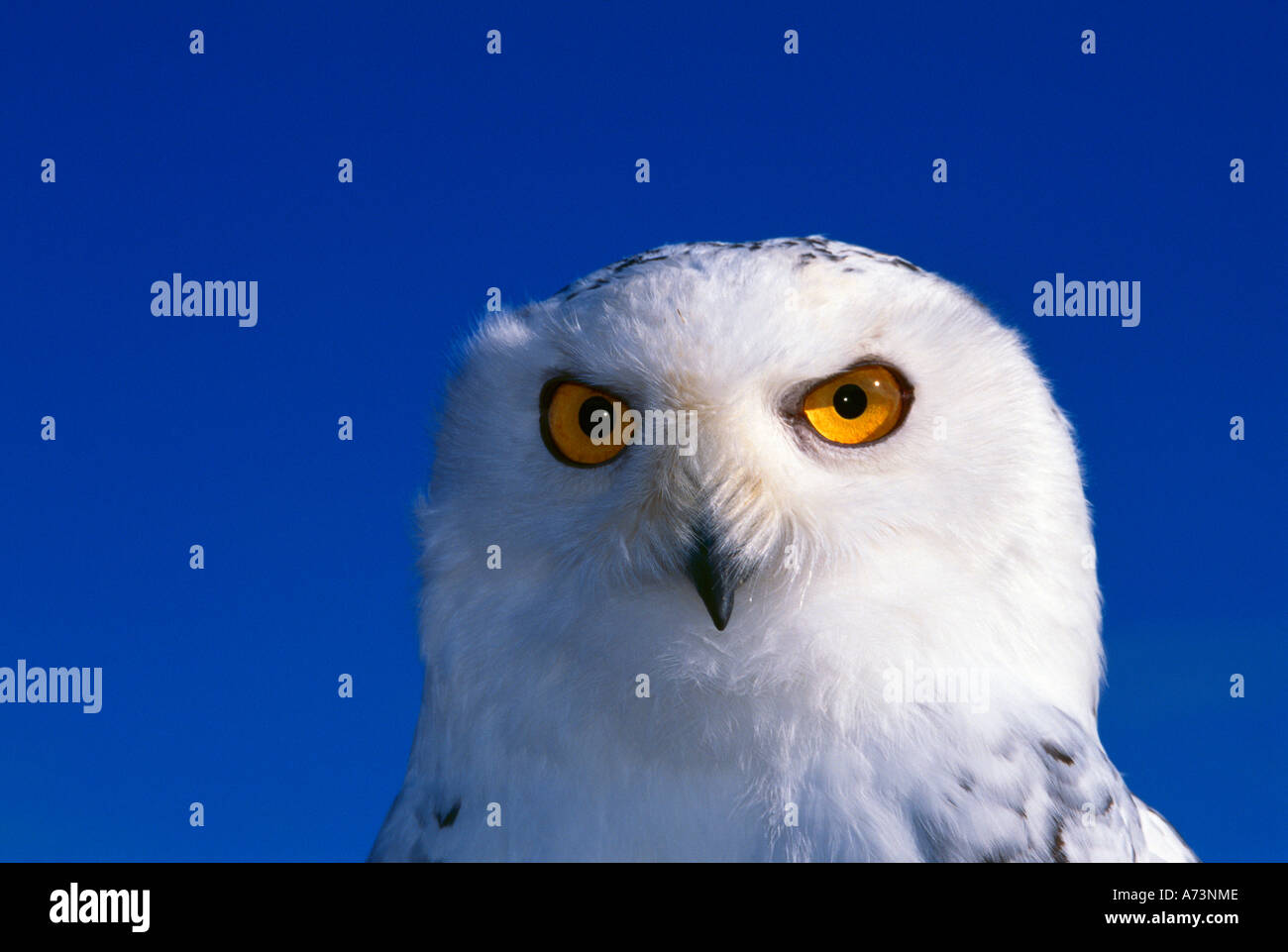Harfang des neiges à la caméra à l'expression sévère Banque D'Images