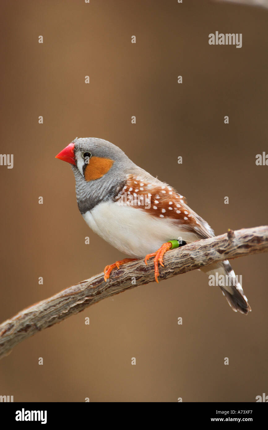 Zebra Finch, (Poephila guttata), Banque D'Images