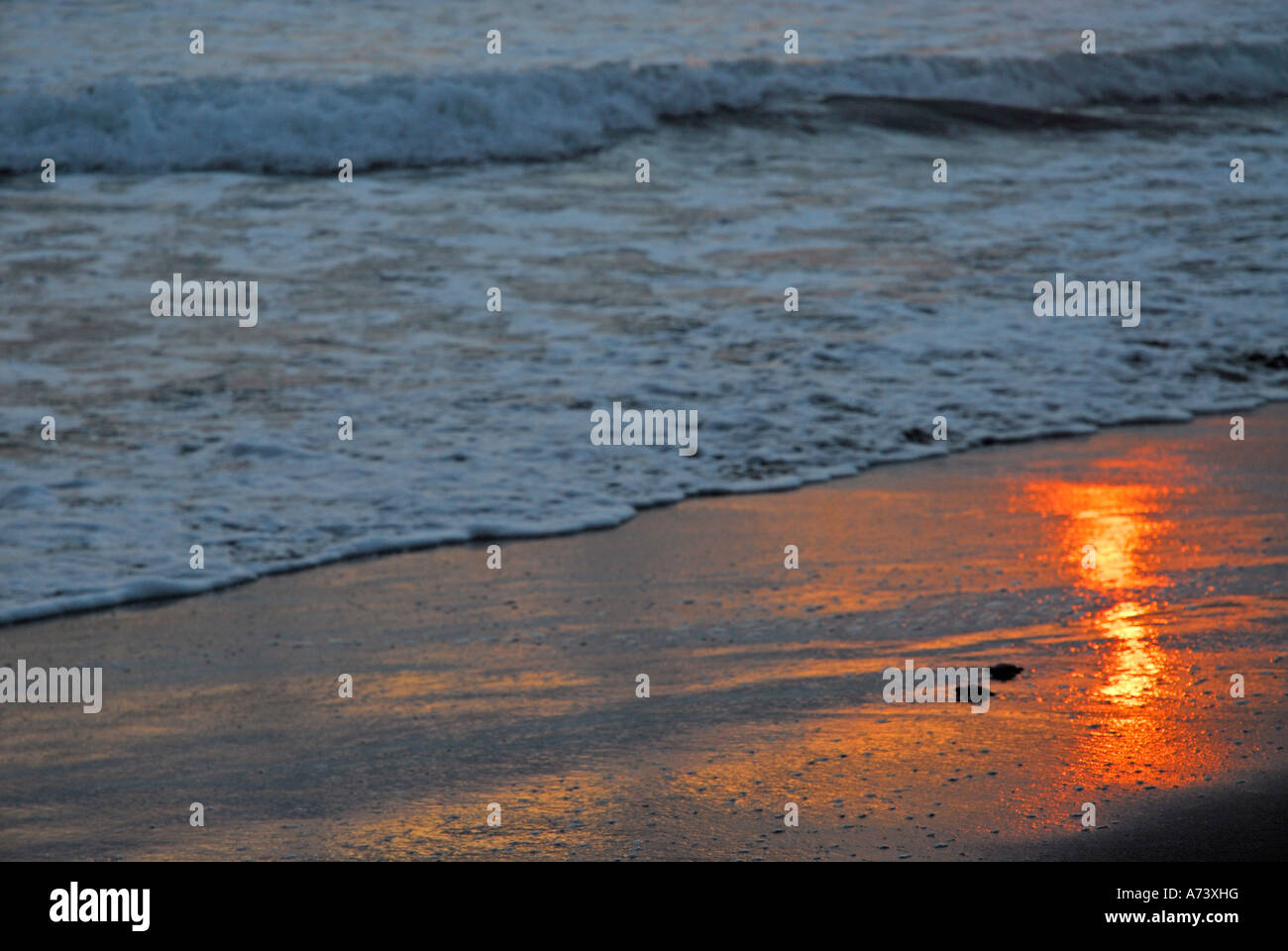Sea Turtle Hatchling marchant vers la mer, la plage Matapalo, province de Puntarenas, Costa Rica, Amérique Centrale Banque D'Images