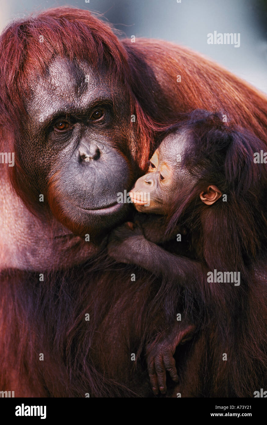 Femme avec bébé orang-outan de Sumatra, Pongo pygmaeus Banque D'Images