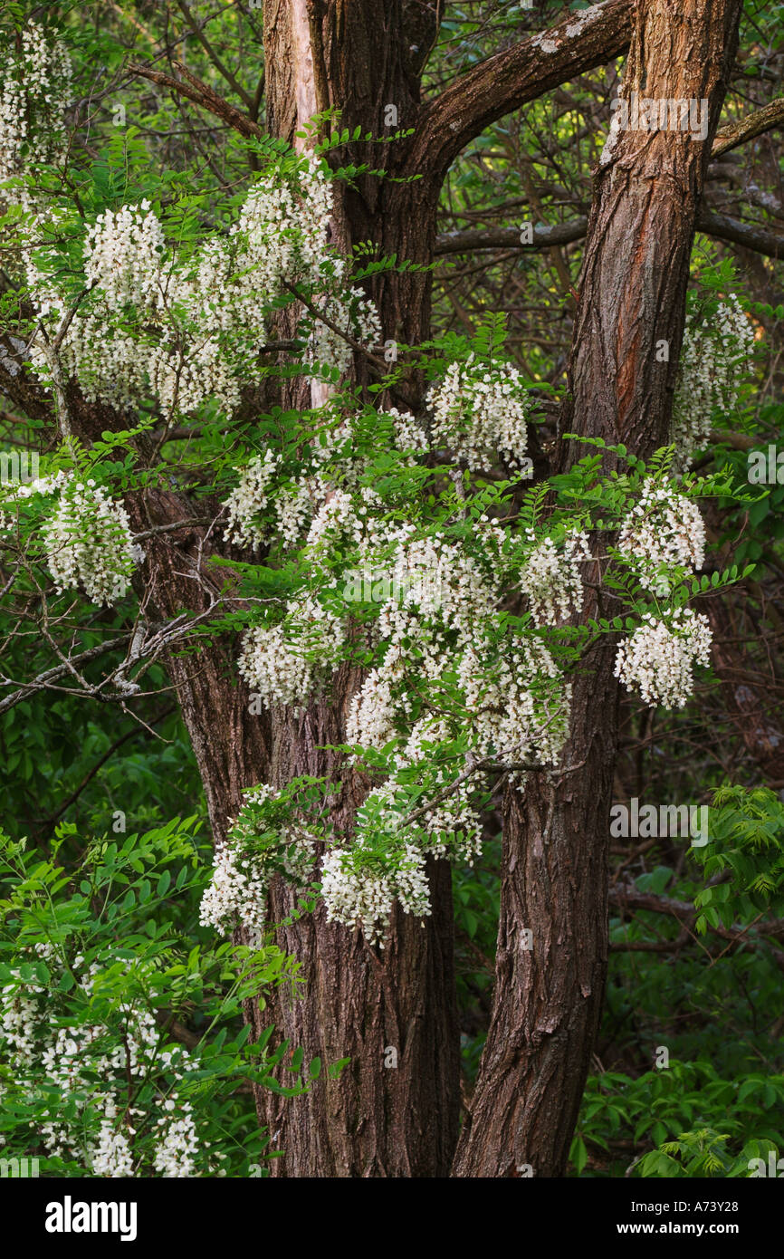 Black locust tree en pleine floraison, Robinia viscosa Banque D'Images