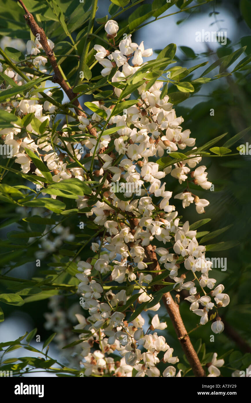 Black locust tree en pleine floraison, Robinia viscosa Banque D'Images