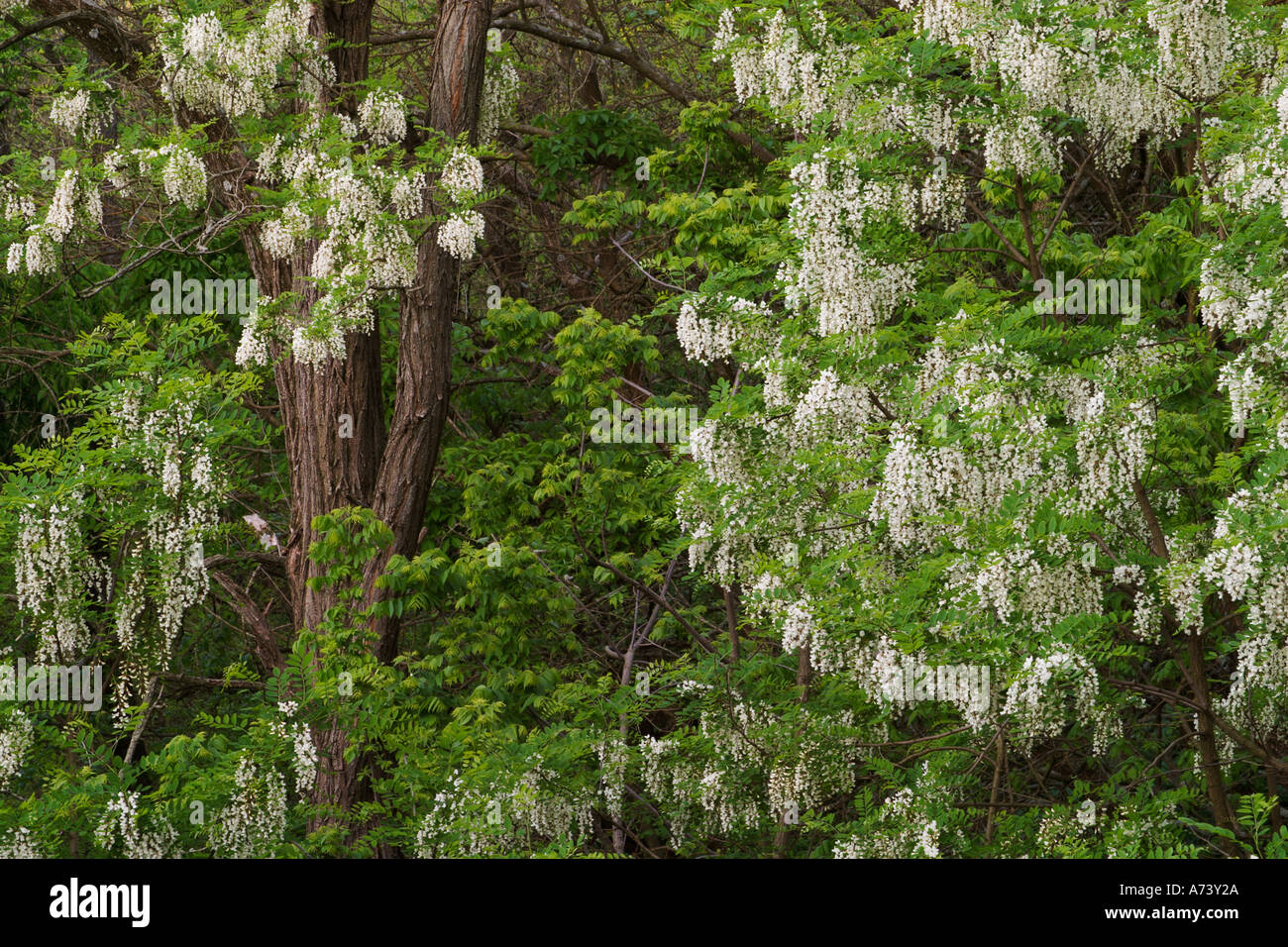 Black locust tree en pleine floraison, Robinia viscosa Banque D'Images