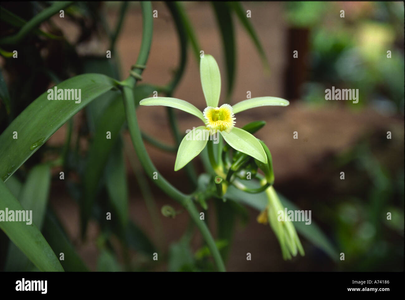 Usine de vanille et de fleurs Polynésie Française Banque D'Images