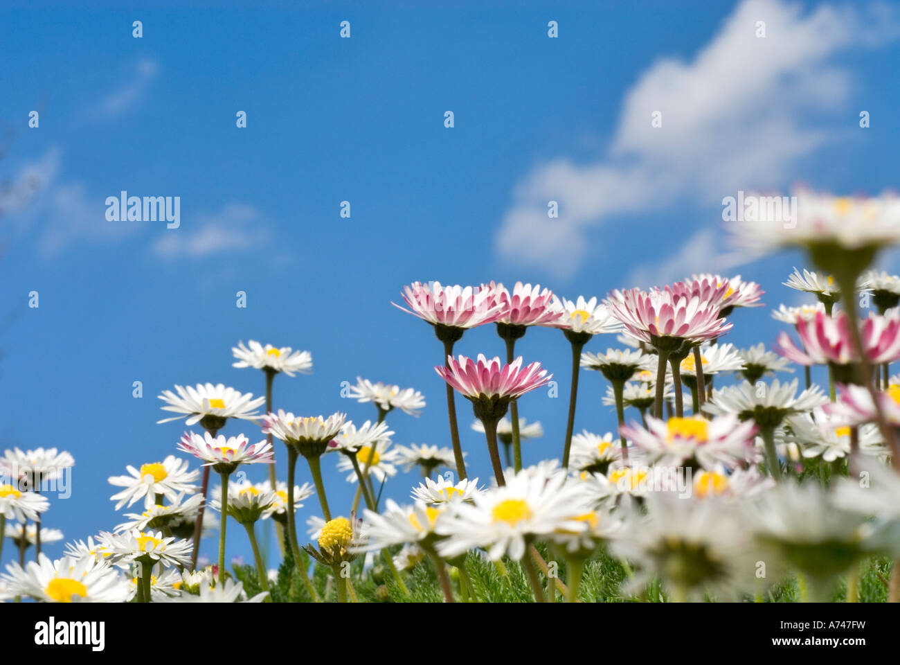 Les marguerites sauvages de Bellis perennis le soleil en fond de ciel bleu et nuages blancs en arrière-plan n'est pas mise au point Banque D'Images