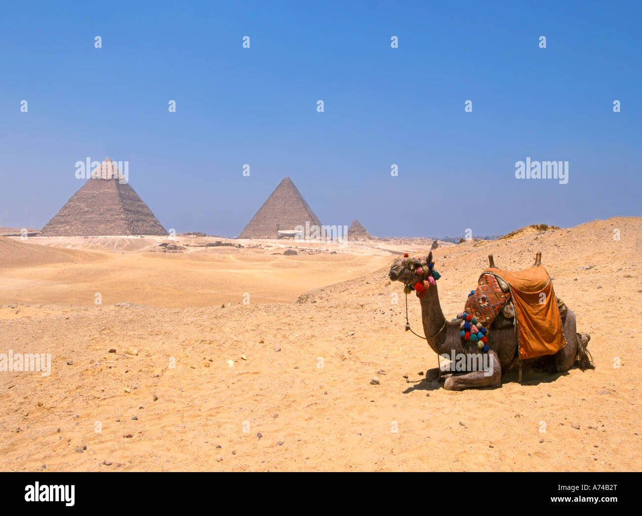 Au repos par l'Égypte des pyramides chameau Banque D'Images