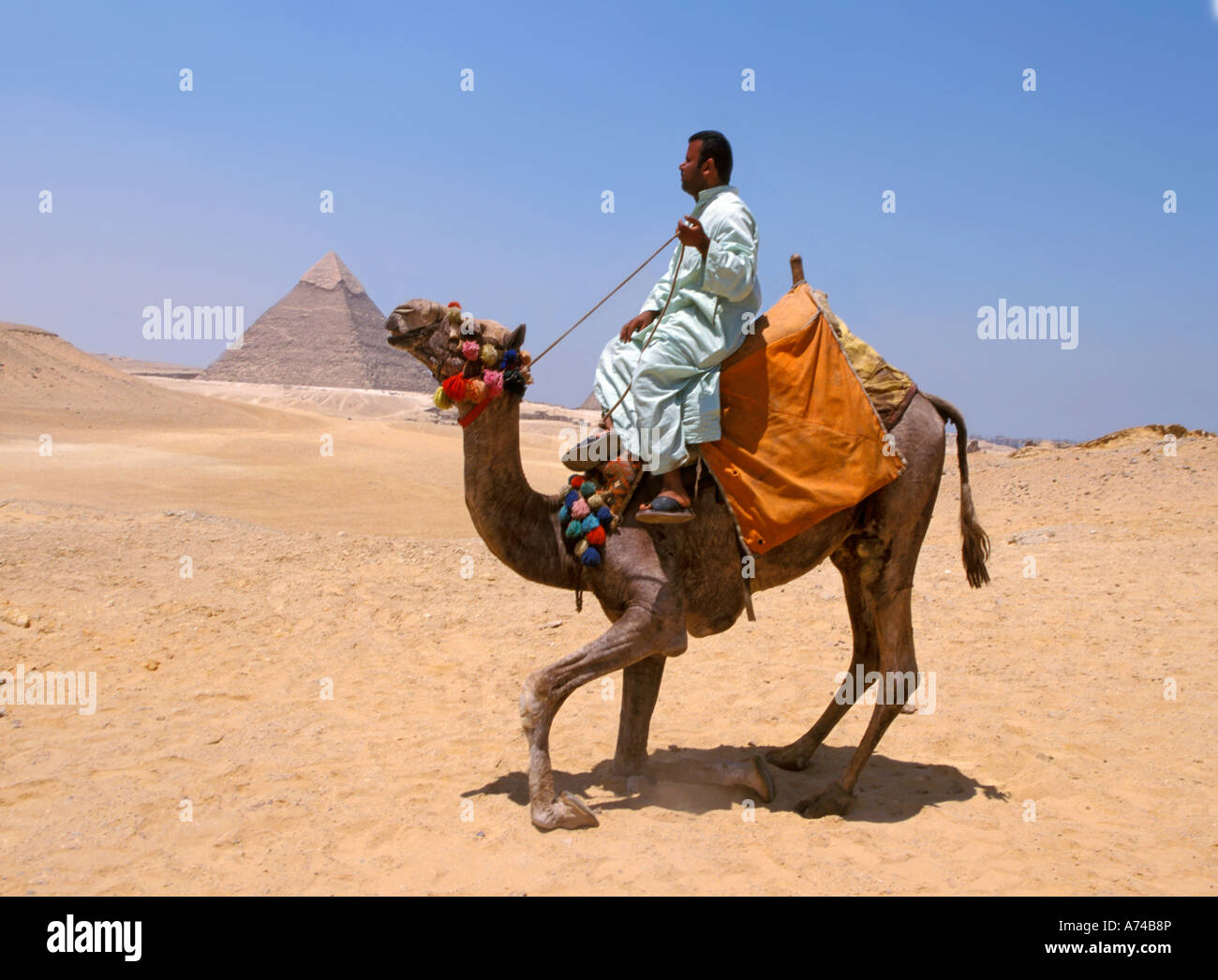 Homme debout égyptien son chameau par pyramide Egypte Banque D'Images
