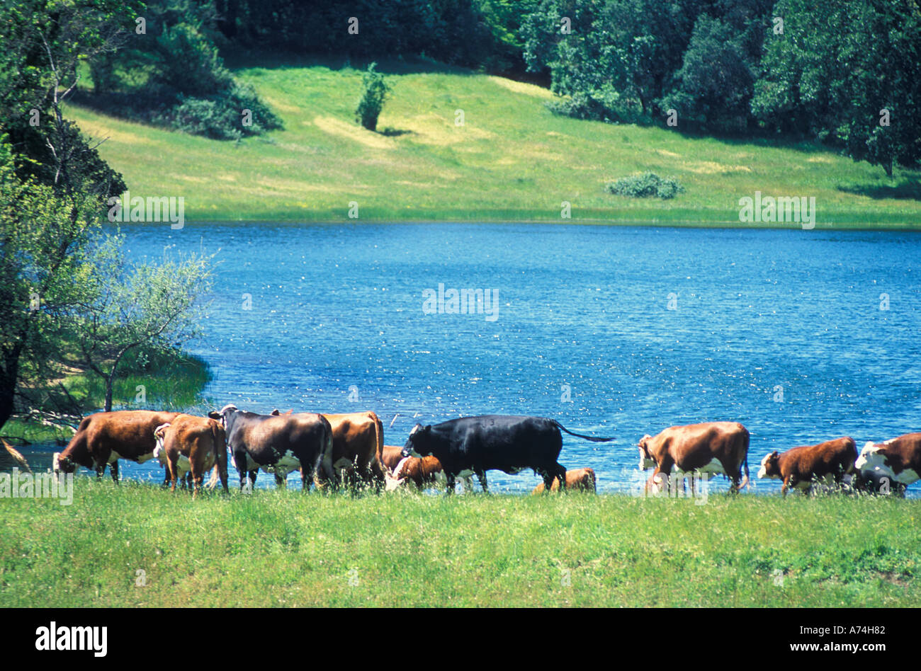 Troupeau de vaches de boire de l'étang Banque D'Images