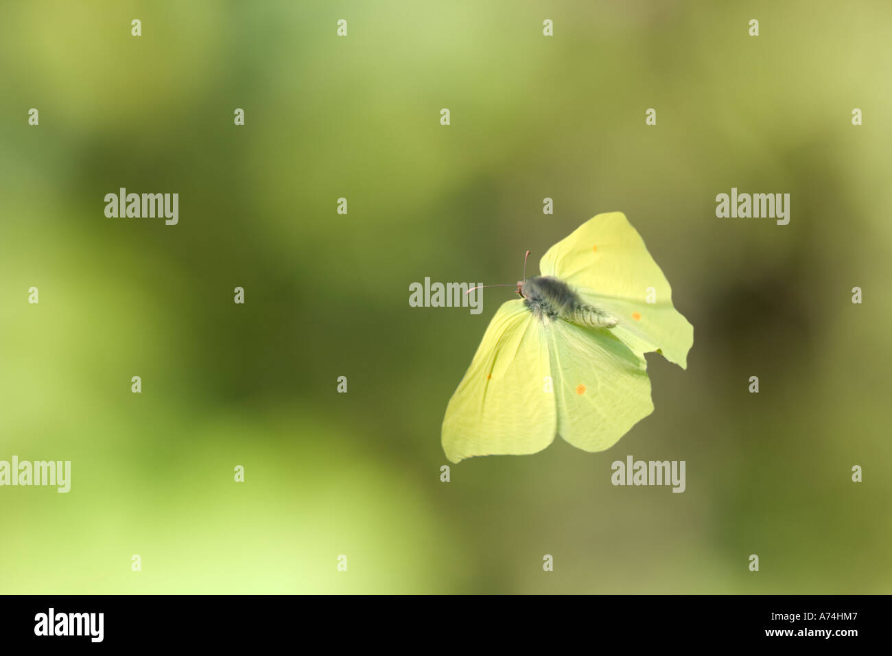 Gonepteryx Rhamni brimstone décollant de la composition numérique Bavaria Allemagne Europe Banque D'Images