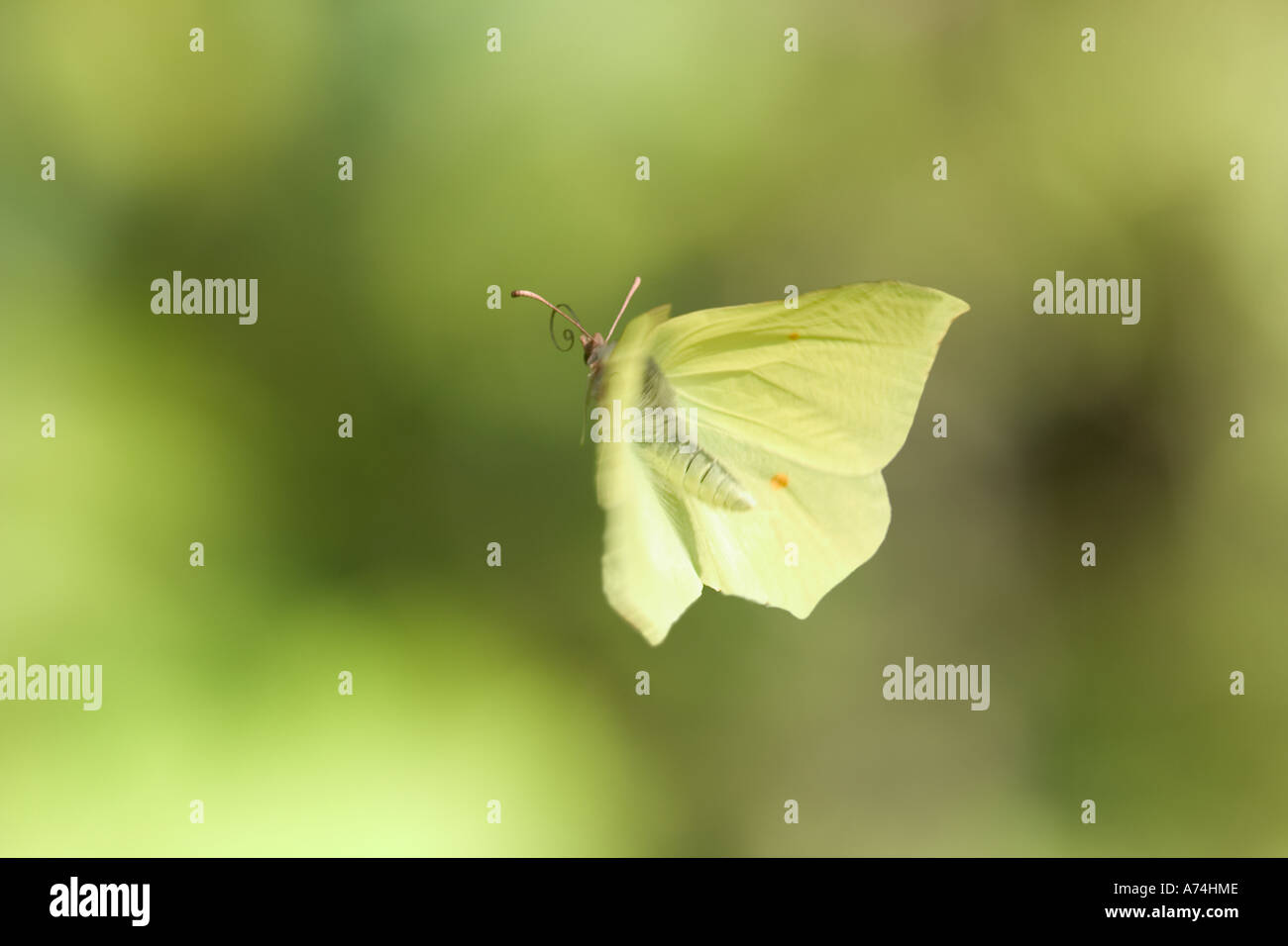 Gonepteryx Rhamni brimstone décollant de la composition numérique Bavaria Allemagne Europe Banque D'Images