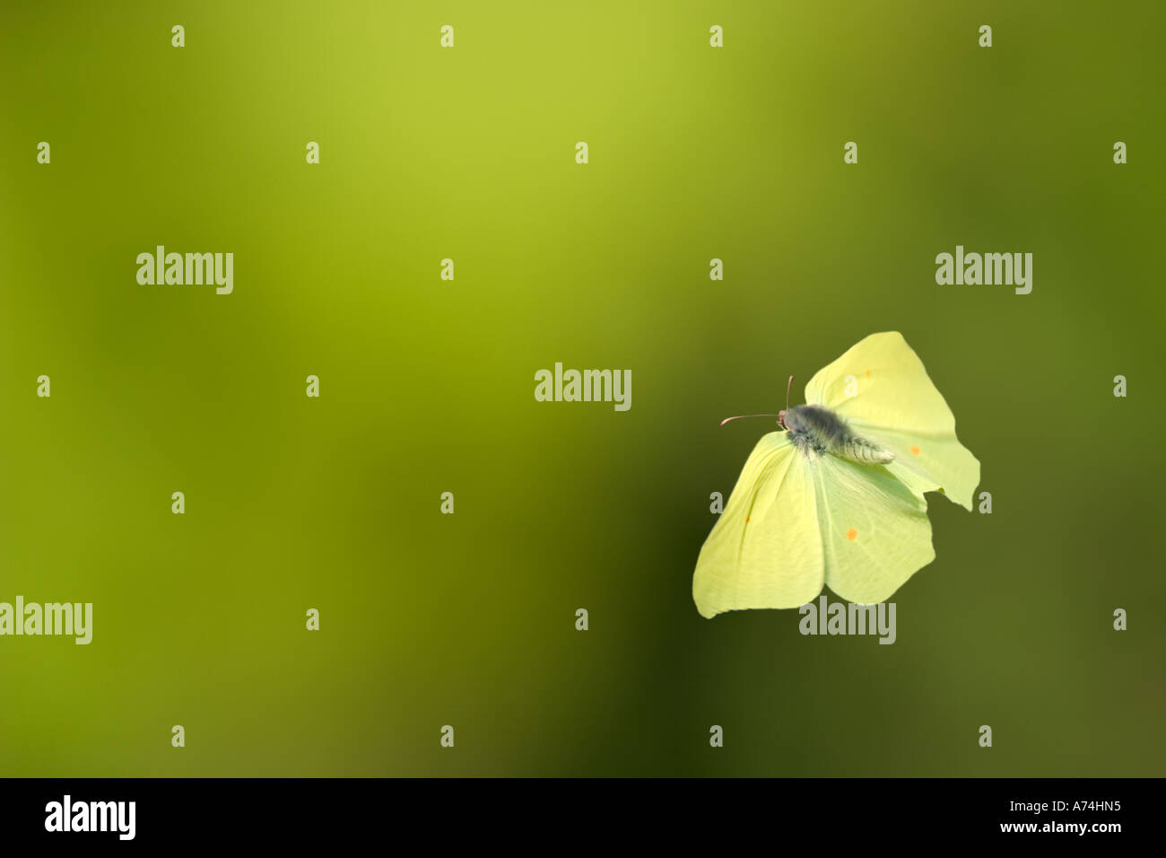 Gonepteryx Rhamni brimstone décollant de la composition numérique Bavaria Allemagne Europe Banque D'Images