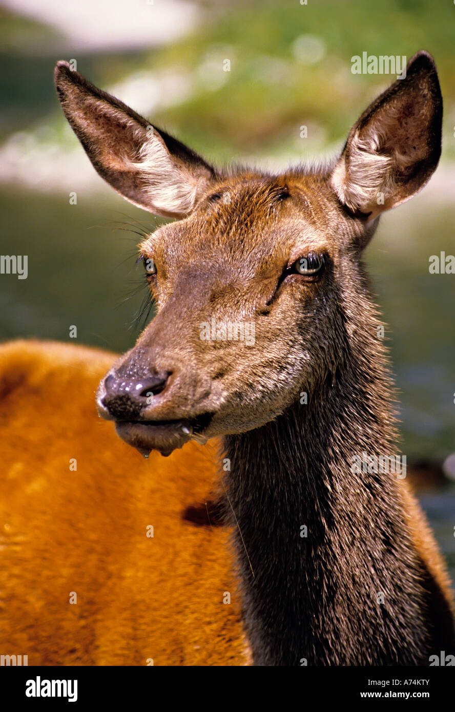 Chef de red deer Cervus elaphus doe qui a bu l'eau d'où la rivière en face de l'Autriche Banque D'Images