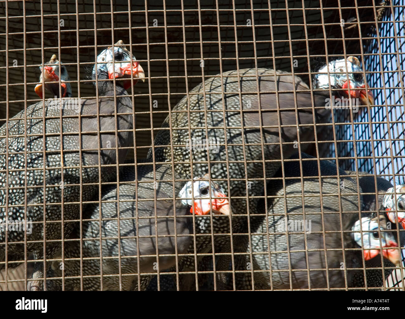 La pintade à la vente d'oiseaux en cage dans un marché Banque D'Images