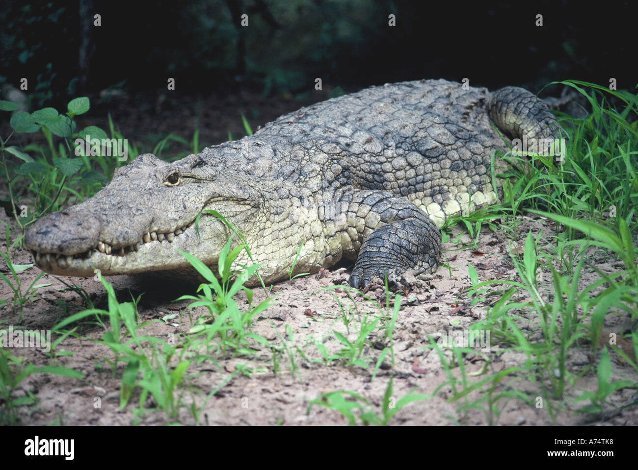 Au nid de crocodile, Crocodylus niloticus Banque D'Images