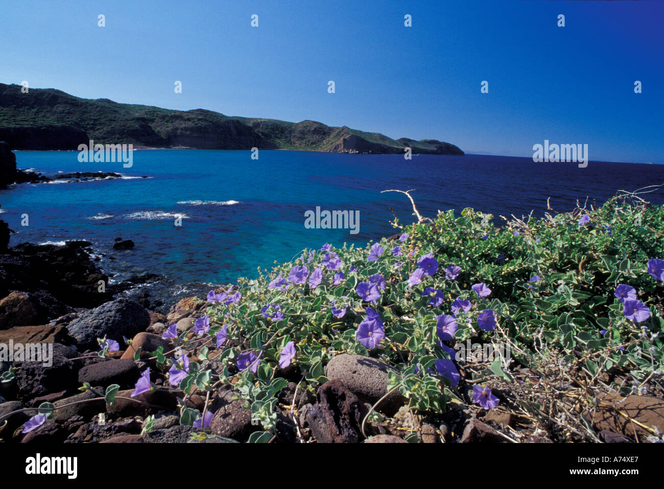 Amérique du Nord, du Mexique, de la mer de Cortez, Baja, primevères en fleurs, soir Banque D'Images