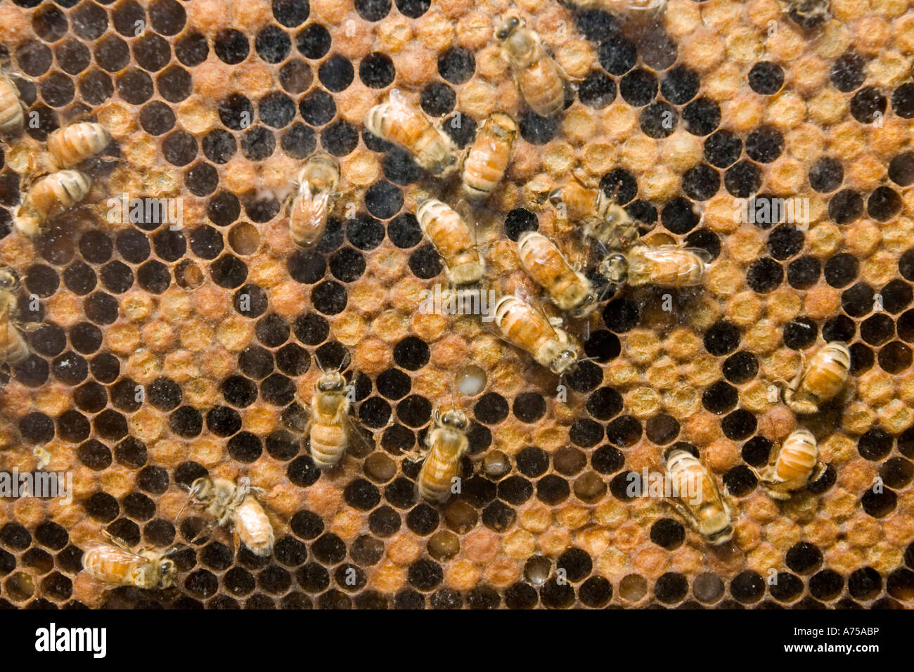 Les abeilles ouvrières sur comb Alexandra Nouvelle-zélande Banque D'Images