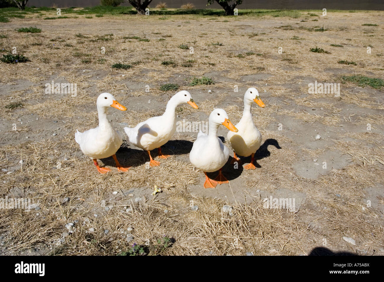 Les canards domestiques quatre pieds orange et becs Cromwell Nouvelle-zélande Banque D'Images