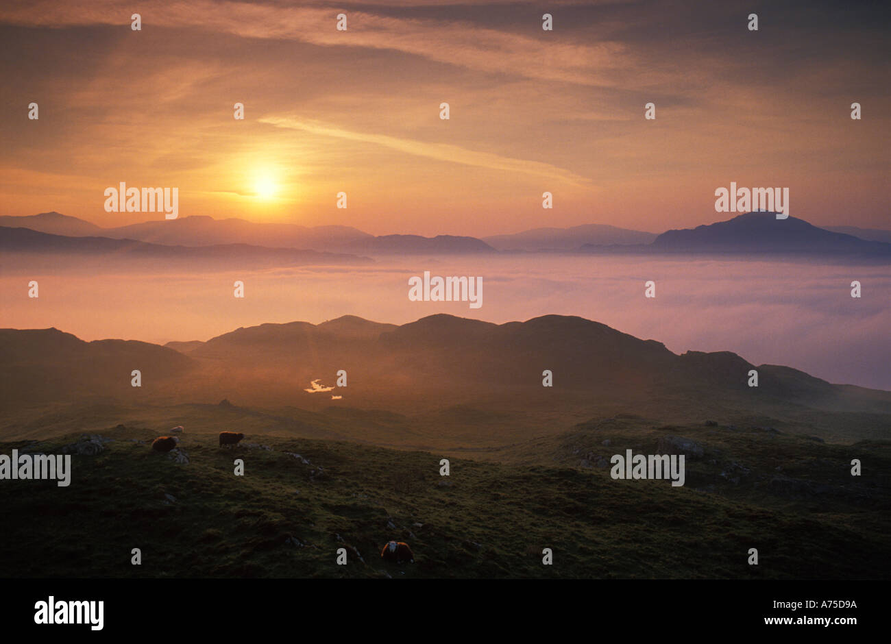 Misty sur Eskdale Lakes District Cumbria England UK Banque D'Images