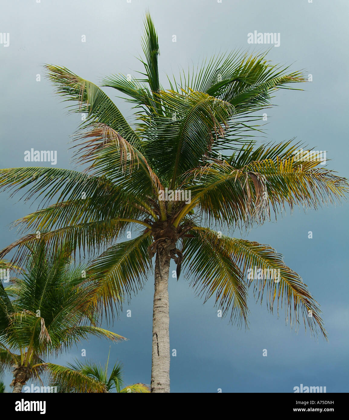 De simples palmiers dans tropiques avec avant une tempête ciel orageux Banque D'Images