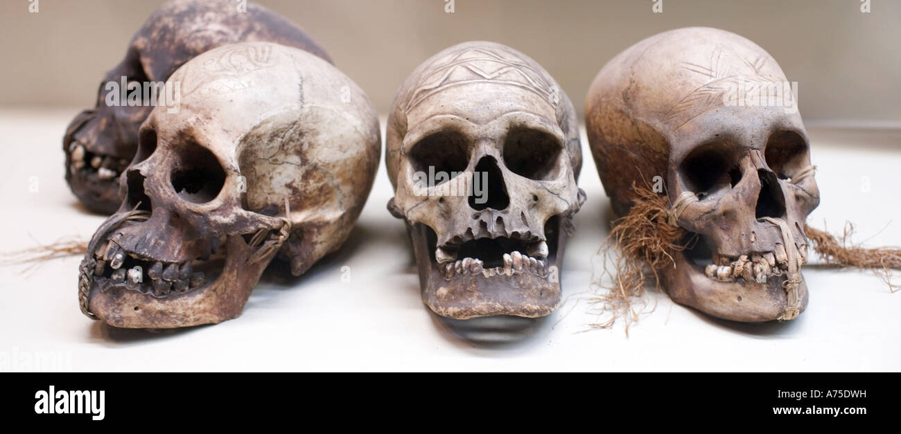 Quatre anciens crânes early man Banque D'Images