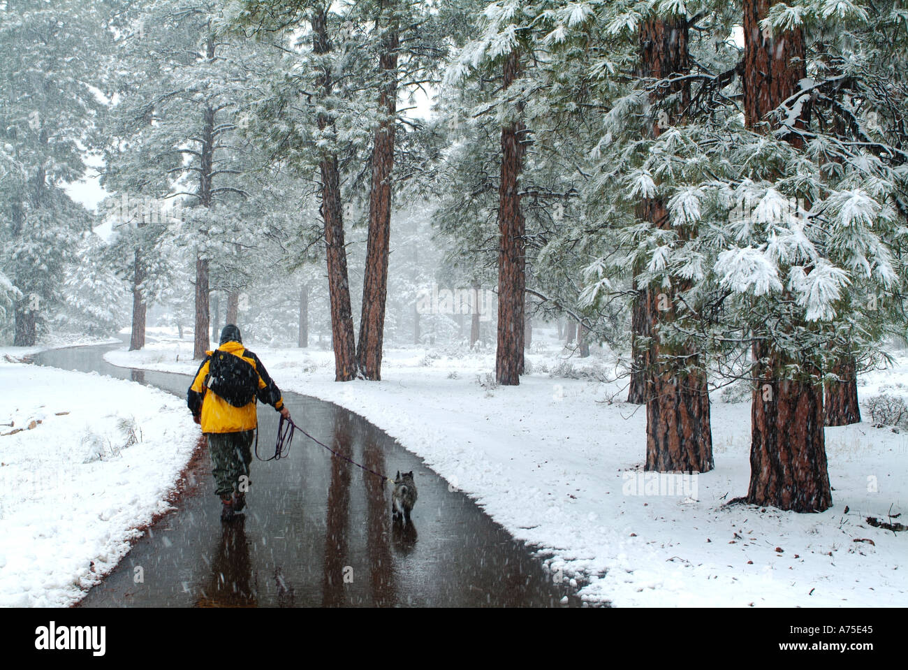 Un homme promenait son chien sur un chemin à travers les arbres couverts de neige dans le Parc National du Grand Canyon en Arizona Banque D'Images