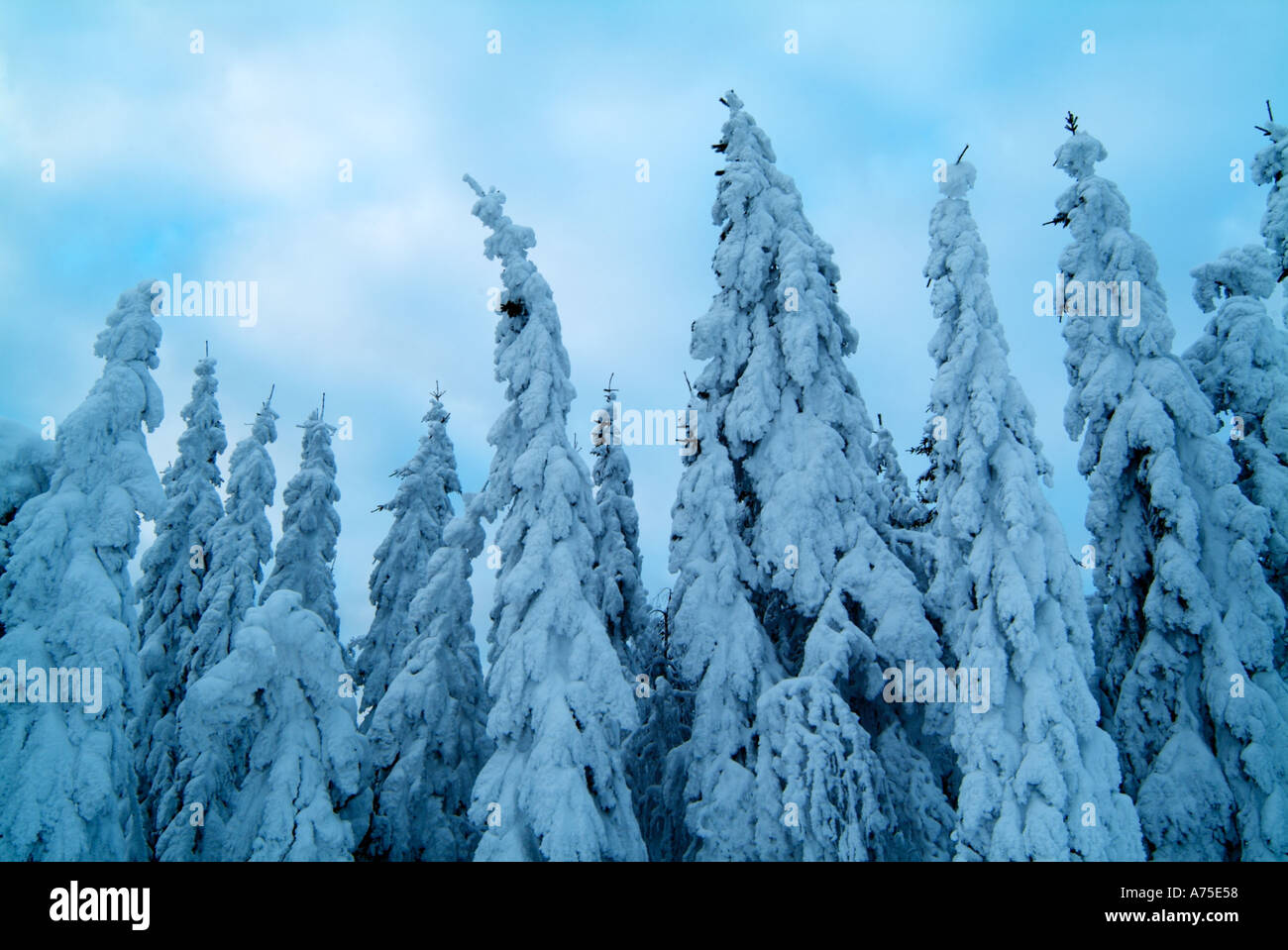 La neige couvrant les arbres en Suède Värmland rural Banque D'Images
