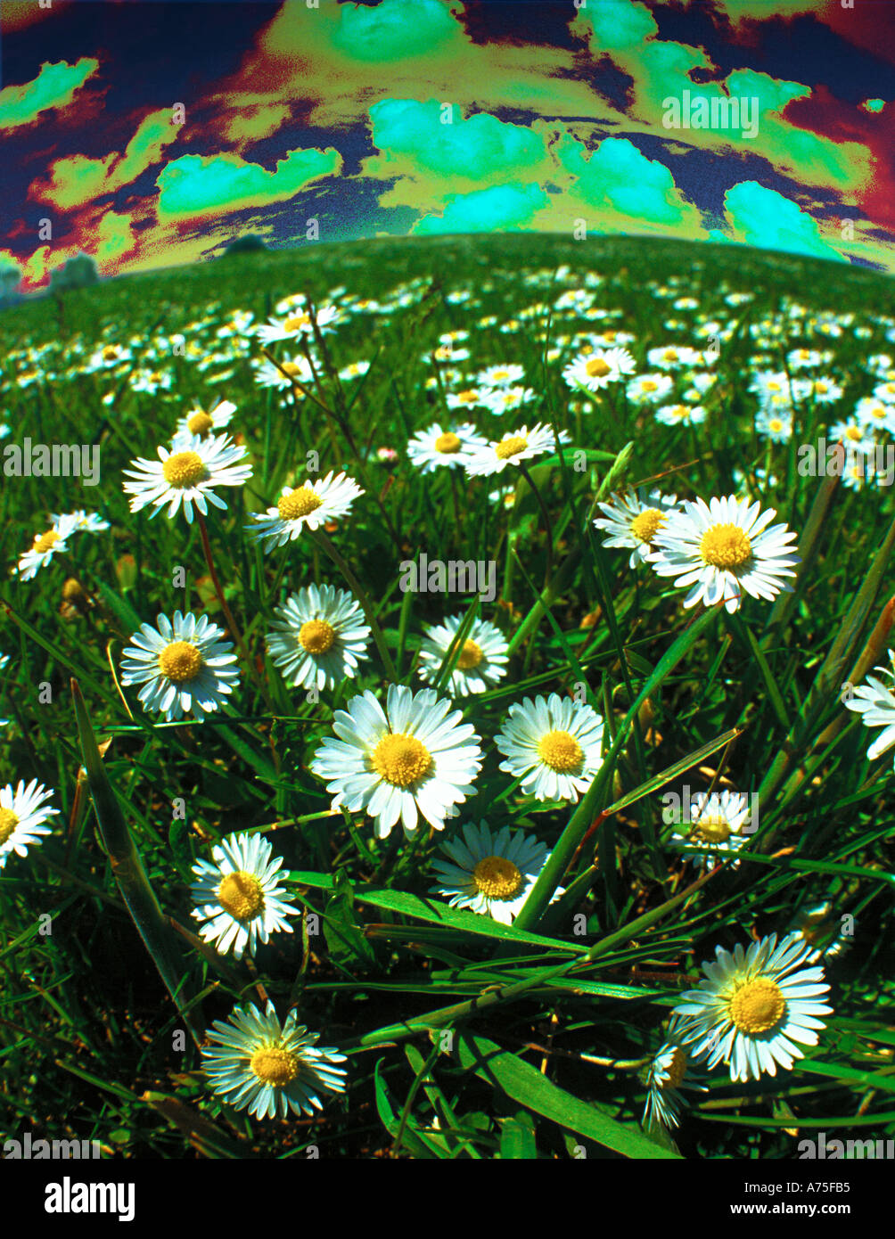 Fleurs sauvages et à la pollution de l'air Banque D'Images Fleurs sauvages et à la pollution de l'air Banque D'Images