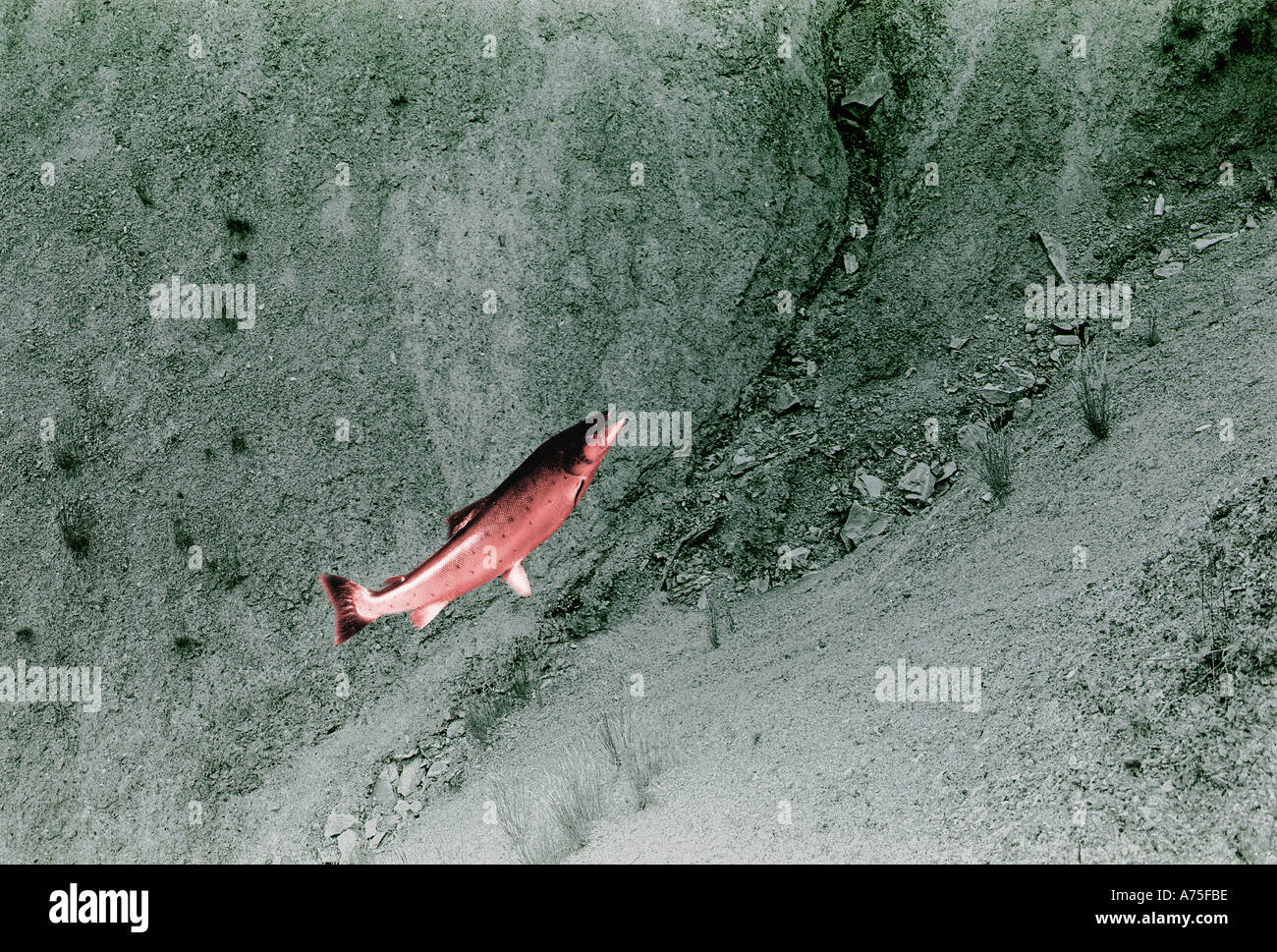 Le saumon dans la rivière à sec Banque D'Images Le saumon dans la rivière à sec Banque D'Images