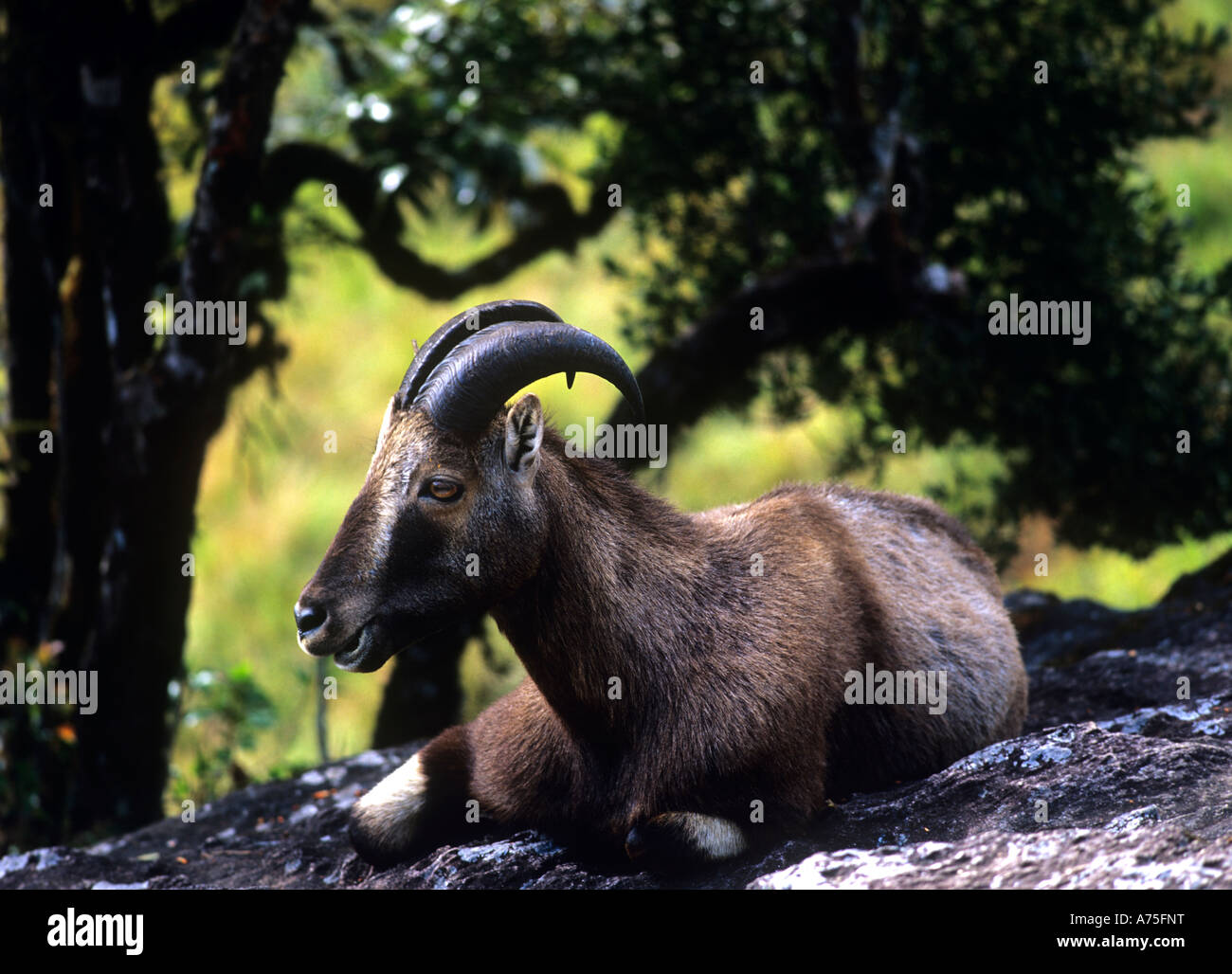 De NILGIRI TAHR ERAVIKULAM NATIONAL PARK MUNNAR KERALA Banque D'Images