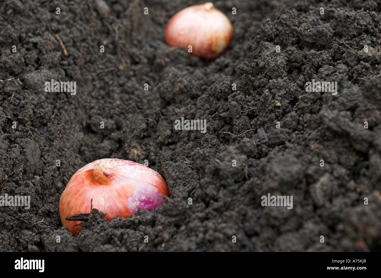 Echalote Red Sun ensembles sont plantés pour produire une culture d'échalote sur un allotissement jardin. Banque D'Images