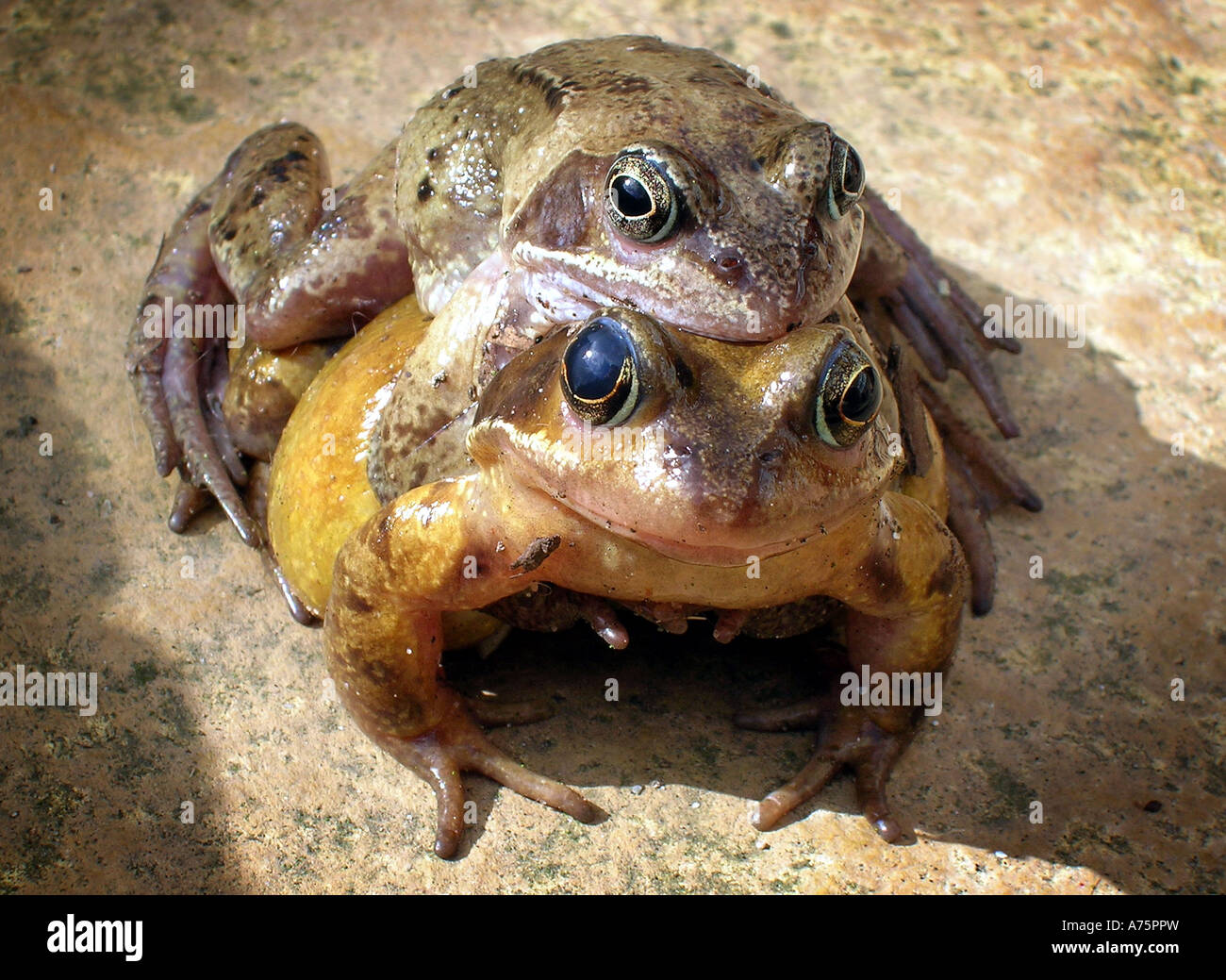 Position de la grenouille Banque de photographies et d’images à haute résolution Alamy