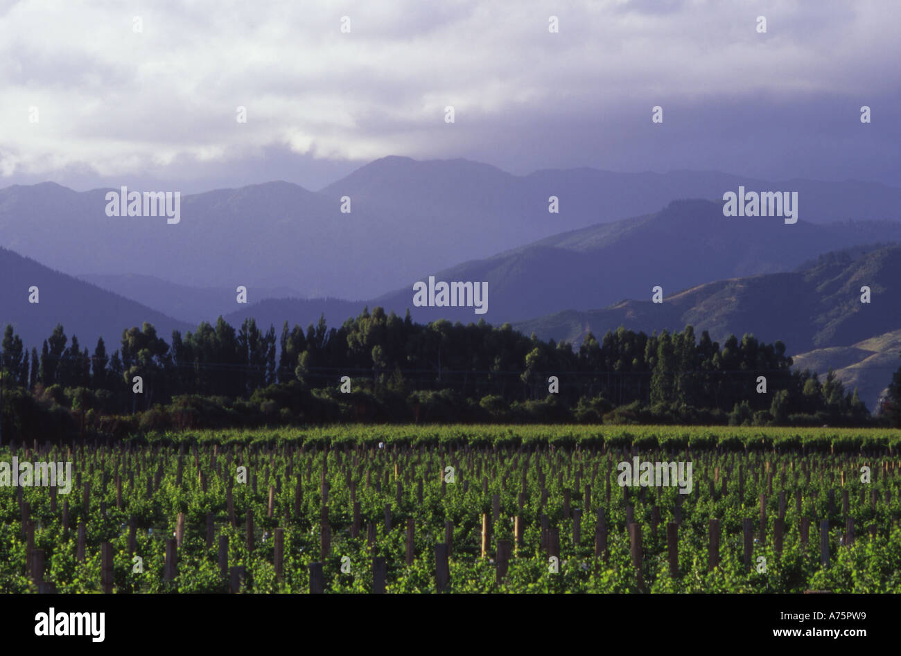 Winery à Blenheim Marlborough ile sud Nouvelle Zelande Banque D'Images