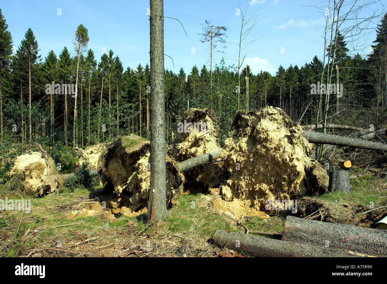 La chute d'arbres déracinés lors des coups de vent dans la région de l'Oberberg de Rhénanie-du Nord-Westphalie, Allemagne Banque D'Images